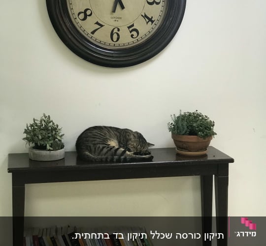 חתול ישן על שולחן עם עציצים וספרים